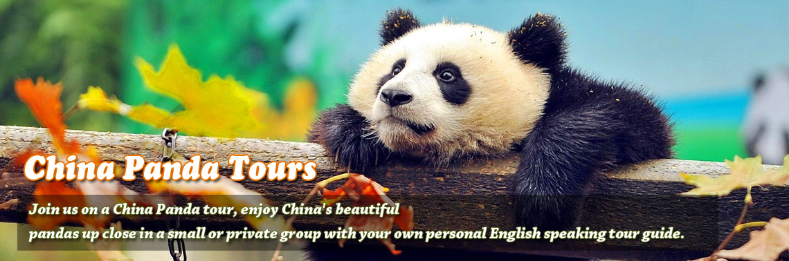 Chengdu Panda Tours