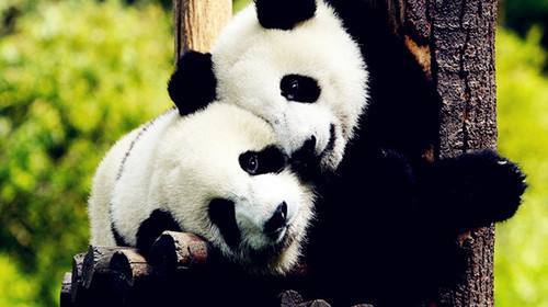 Dujiangyan Panda